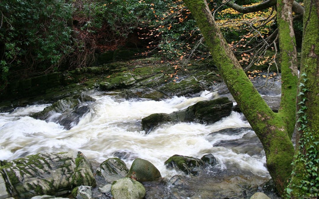 Forest Parks